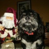 Photo de Lhassa apso