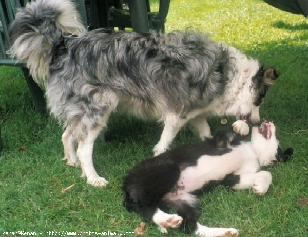 Photo de Border collie