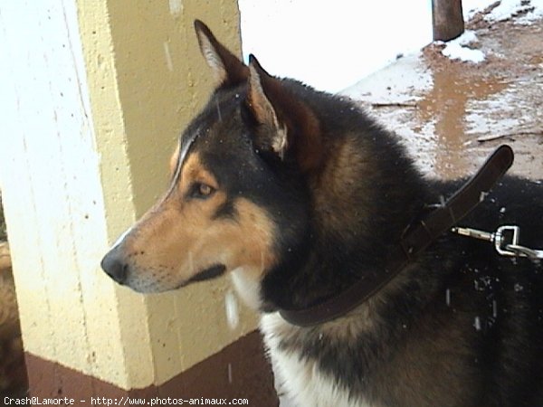 Photo de Chien-loup de saarloos