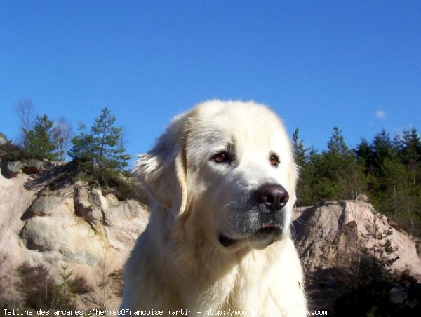 Photo de Chien de berger des tatras