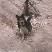 Photo de Chien-loup de saarloos