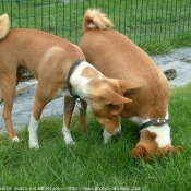 Photo de Basenji