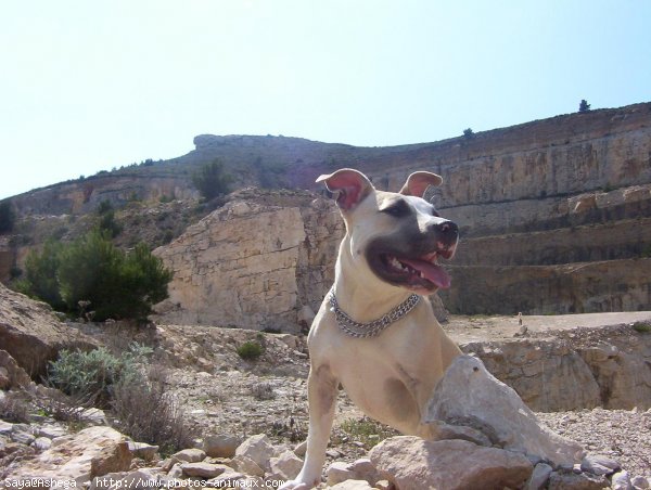 Photo d'American staffordshire terrier