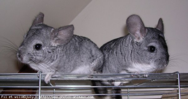 Photo de Chinchilla