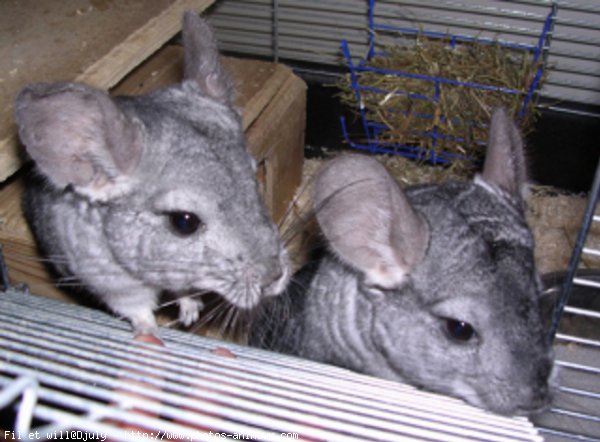 Photo de Chinchilla