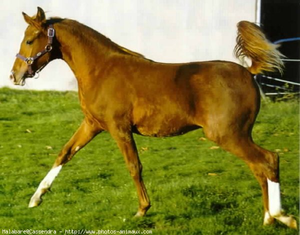 Photo de Races diffrentes