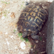 Photo de Tortue