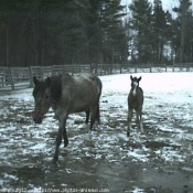 Photo de Quarter horse