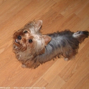 Photo de Yorkshire terrier