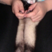 Photo de Furet