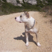 Photo d'American staffordshire terrier