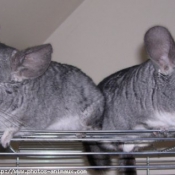 Photo de Chinchilla