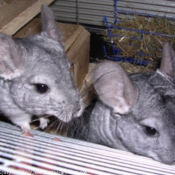 Photo de Chinchilla