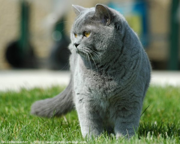 Photo de British shorthair