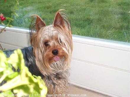 Photo de Yorkshire terrier