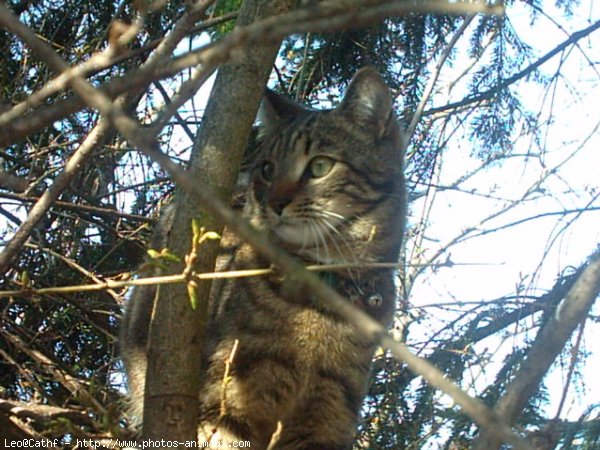 Photo de Chat domestique