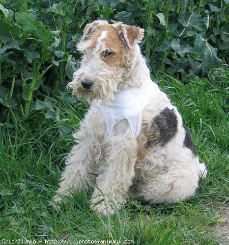 Photo de Fox terrier  poil dur