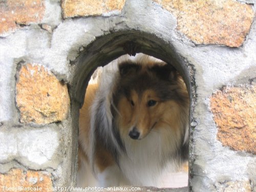 Photo de Chien de berger des shetland