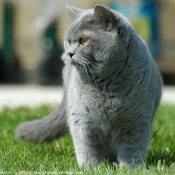 Photo de British shorthair