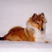 Photo de Chien de berger des shetland