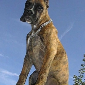 Photo de Boxer