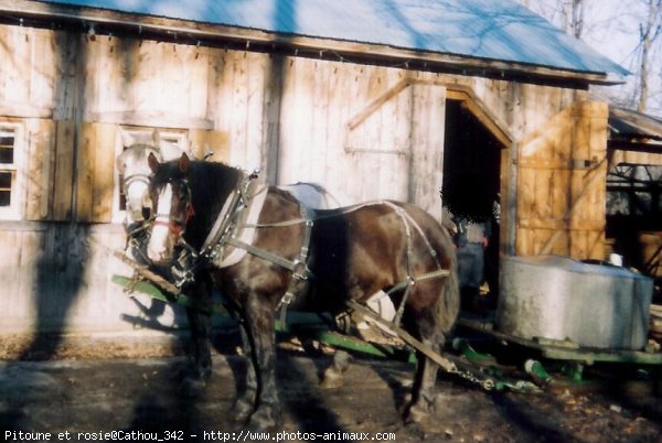 Photo de Percheron