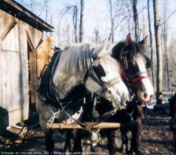 Photo de Percheron