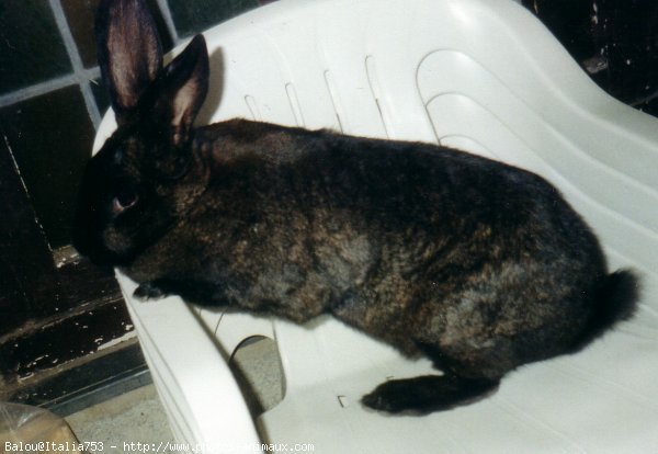 Photo de Lapin