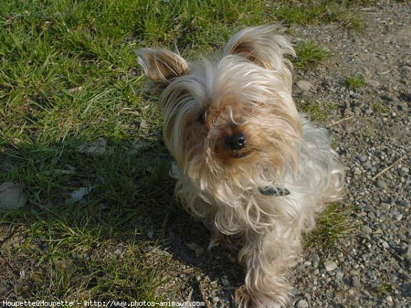 Photo de Yorkshire terrier