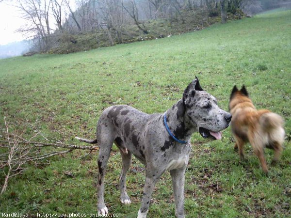 Photo de Dogue allemand