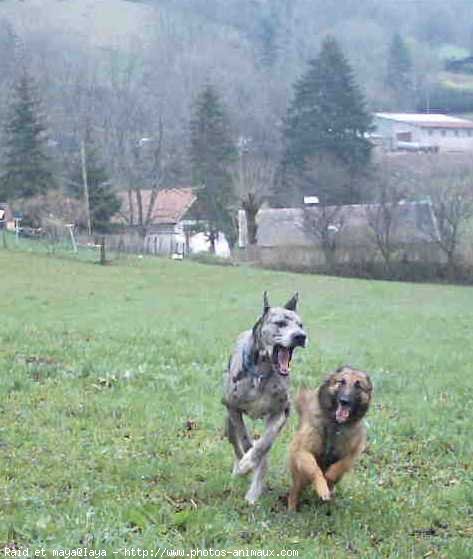 Photo de Races diffrentes