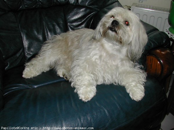 Photo de Lhassa apso