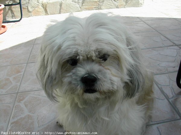 Photo de Lhassa apso