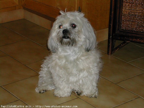 Photo de Lhassa apso