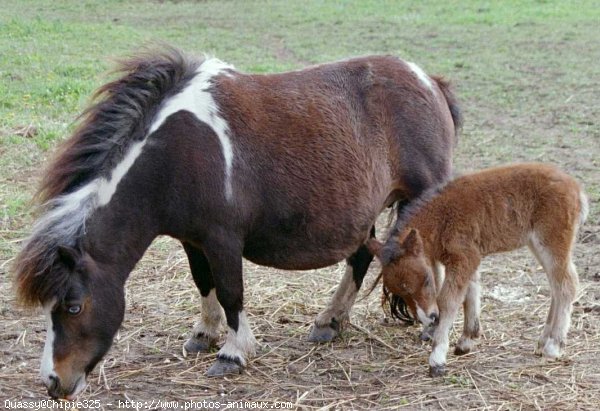 Photo de Shetland