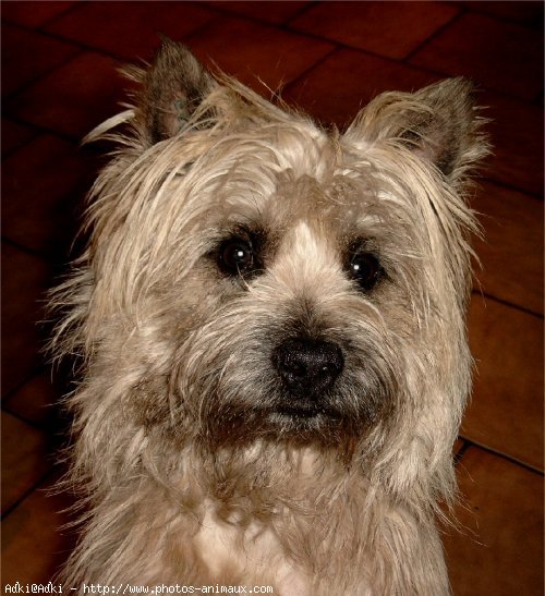 Photo de Cairn terrier