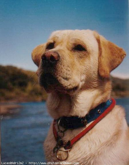 Photo de Labrador retriever