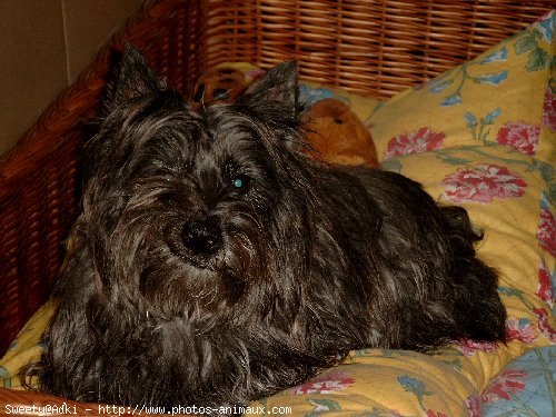 Photo de Cairn terrier