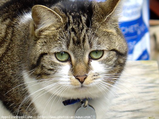 Photo de Chat domestique