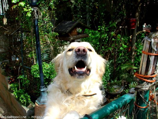 Photo de Golden retriever