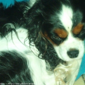 Photo de Cavalier king charles spaniel