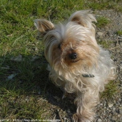 Photo de Yorkshire terrier