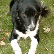 Photo de Border collie