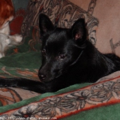 Photo de Schipperke