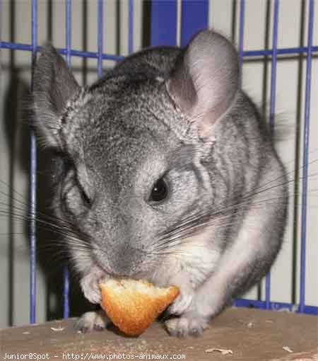 Photo de Chinchilla