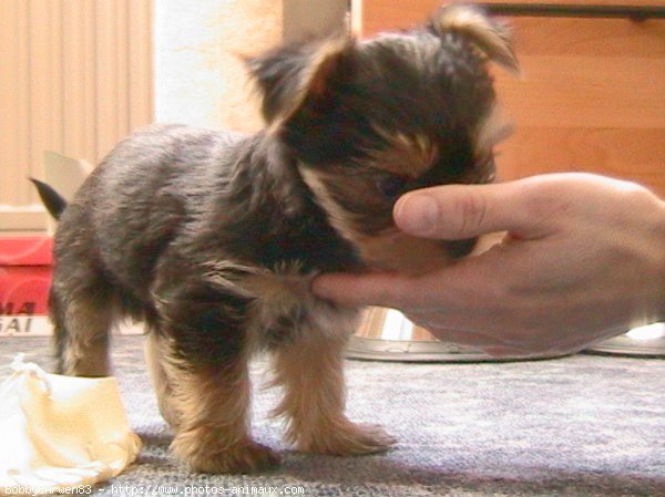 Photo de Yorkshire terrier