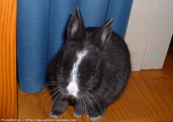 Photo de Lapin