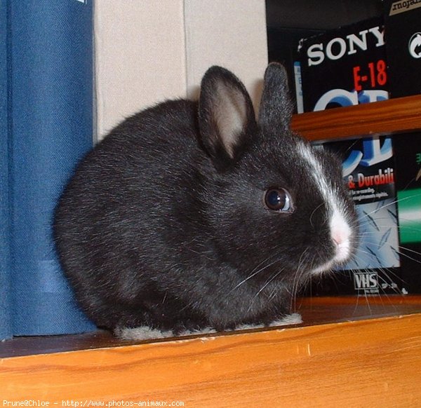 Photo de Lapin