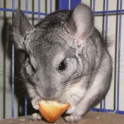 Photo de Chinchilla