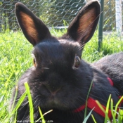 Photo de Lapin